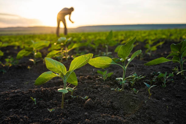 Young crops in a cultivated field at sunrise